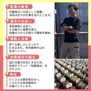 多肉植物 kswエケベリア ヒアリナ×ラウイ ...の詳細画像4