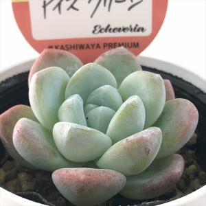 多肉植物 kswエケベリア アイスグリーン 柏屋...の商品画像