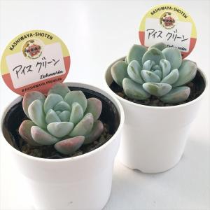 多肉植物 kswエケベリア アイスグリーン 柏...の詳細画像1