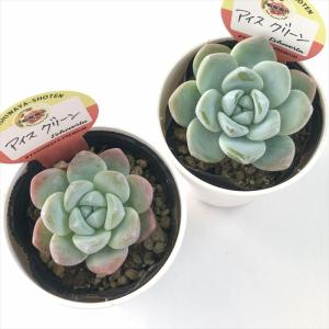 多肉植物 kswエケベリア アイスグリーン 柏...の詳細画像2