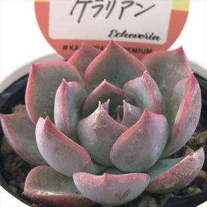 多肉植物 TYエケベリア リンゼアナ×カマノイプエブラ TYさん苗 送料