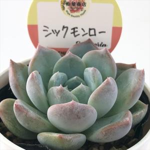 多肉植物 O'sエケベリア （リンゼアナ×ホリコロ）×（霜椿×ユリアナ