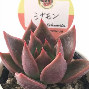 多肉植物 kswエケベリア シナモン 柏屋商店さ...の商品画像