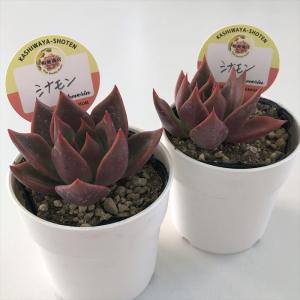 多肉植物 kswエケベリア シナモン 柏屋商店...の詳細画像1