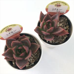 多肉植物 kswエケベリア シナモン 柏屋商店...の詳細画像2
