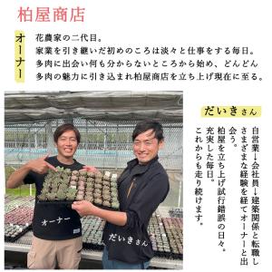 多肉植物 kswエケベリア シナモン 柏屋商店...の詳細画像3