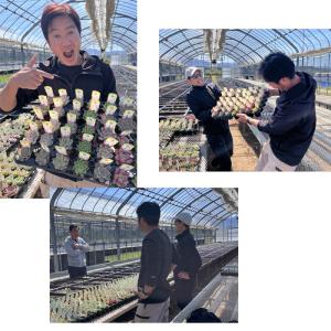 多肉植物 kswエケベリア シナモン 柏屋商店...の詳細画像4