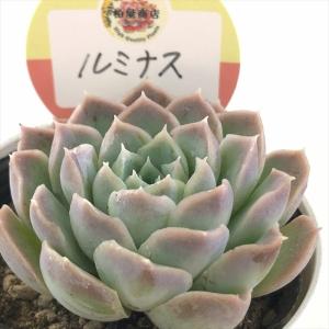 多肉植物 oriミックスベリア No.007 ももりん おらいさん苗 送料無料