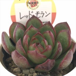 多肉植物 oriミックスベリア No.065 祭囃子 おらいさん苗 送料無料