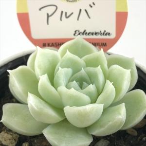 日本花キ流通 多肉植物 seセダム 斑入りミモザ 多肉植物 セダム 9cm