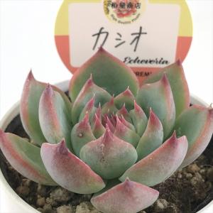 多肉植物 yukエケベリア ザラゴーサspノバ 優木園さんの苗 送料無料