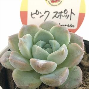 多肉植物 oriミックスベリア No.010 青鬼 おらいさん苗 送料無料