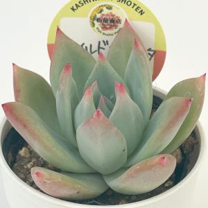 【激レア綴化苗】ミックスベリア 青鬼 多肉植物 おらいさん 自家繁殖苗エケベリア 激レア綴化苗】ミックスベリア 青鬼 多肉植物 おらいさん 自家繁殖苗