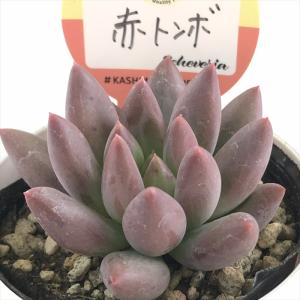 日本花キ流通 多肉植物 hmエケベリア ピンクネーション 多肉植物
