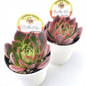 多肉植物 kswエケベリア アップルベリー 柏...の詳細画像1