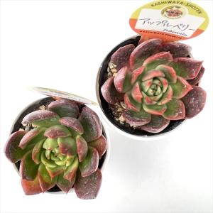 多肉植物 kswエケベリア アップルベリー 柏...の詳細画像2