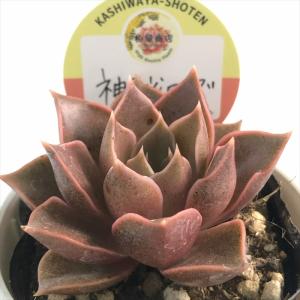 日本花キ流通 多肉植物 skエケベリア チェリークイーン 多肉植物