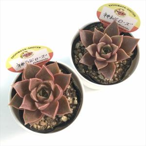 多肉植物 kswエケベリア 神秘ローズ 柏屋商...の詳細画像2