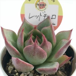 多肉植物…エケベリア♬*°レア苗！洋紅蓮華♡花芽付き♡匿名配送 メルカリ