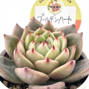 日本花キ流通 多肉植物 caアエオニウム ハロウィン錦 多肉植物