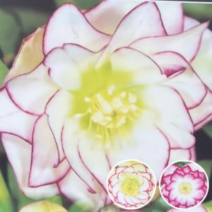 クリスマスローズ苗 ネオン系ダブル 10.5cmポット 曽田園芸 宿根草