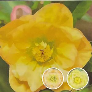 クリスマスローズ 一茶 曽田園芸 0129-005 現品販売 送料無料 12cm