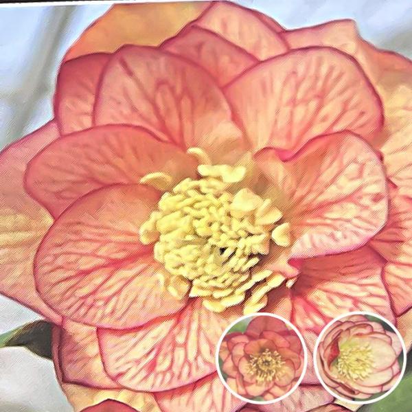 クリスマスローズ苗 ハイグレード アプリコット系ダブル 10.5cmポット 曽田園芸 宿根草 ガーデ...