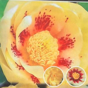 【曽田園芸認定タグ付き】クリスマスローズ　利休 クリスマスローズ 利休 0209-010 現品販売 送料無料 曽田園芸 12cm