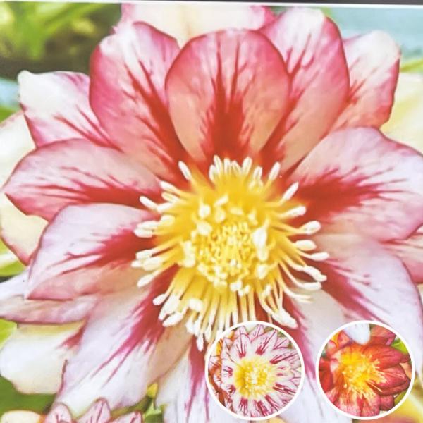 クリスマスローズ苗 ネオン系ダブル 10.5cmポット 曽田園芸 宿根草 ガーデニング soc