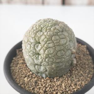 多肉植物 oriミックスベリア No.010 青鬼 おらいさん苗 送料無料