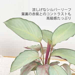 観葉植物 カラテア シルバープレート 4号鉢 ...の詳細画像1