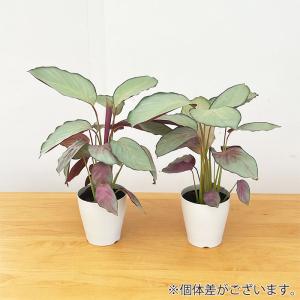 観葉植物 カラテア シルバープレート 4号鉢 ...の詳細画像2