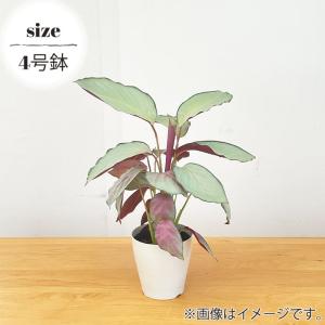観葉植物 カラテア シルバープレート 4号鉢 ...の詳細画像3