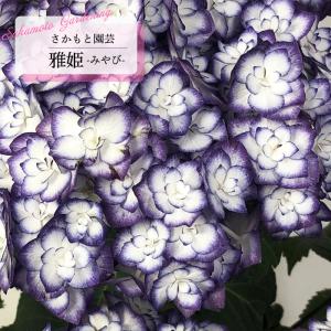 立派 紫陽花 ホットチリマーブル ピンク スタンダード仕立て 母の日