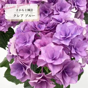 日本花キ流通 予約販売 アジサイ マリンブルー 10.5cmポット