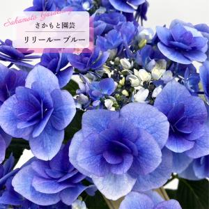 予約販売 アジサイ ポージィブーケ ノーブル2ブルー 10.5cmポット 登録