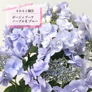 パンパスグラス ホワイトフェザー （ 白花 ） 10.5cmポット苗 : 花と緑