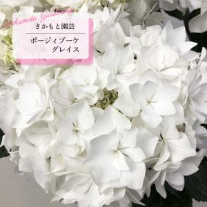 日本花キ流通 アジサイ ストロングハート 10.5cm ハイドランジア 苗