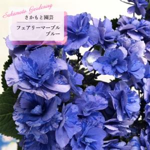 アジサイ苗 予約販売 アジサイ ポージィブーケ ノーブル2ブルー 10.5cmポット 登録