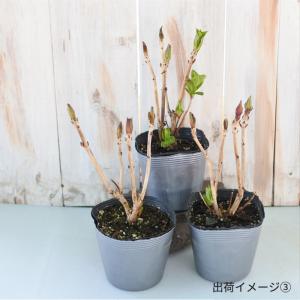 予約販売 アジサイ フェアリーマーブル ブルー...の詳細画像4