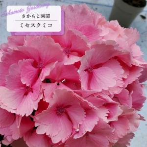 予約販売 クリスマスローズ苗 原種 クロアチカス 杉光園芸 杉山交配
