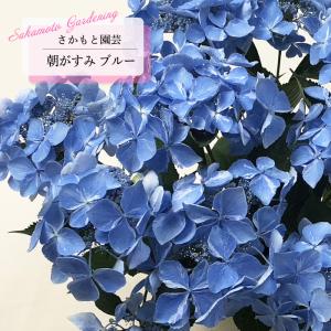 予約販売 アジサイ アイラ ピンク 9cm〜10.5cmポット 登録申請中
