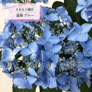 日本花キ流通 山アジサイ 伊予獅子てまり 10.5cmポット ヤマアジサイ