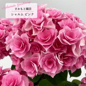 予約販売 アジサイ シャルム ピンク 9cm〜10.5cmポット 登録申請中 さかもと園芸 ハイドランジア 苗 花苗 苗木 あじさい 紫陽花 smt 10月下旬以降発送