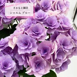 予約販売 アジサイ ポージィブーケ ノーブル2ブルー 10.5cmポット 登録