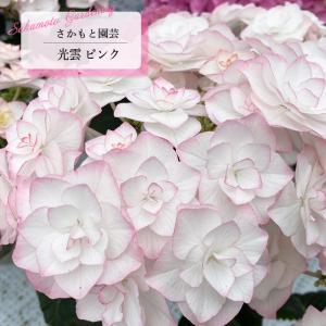 予約販売 アジサイ 光雲 ピンク 9cm〜10.5cmポット 登録申請中 さかもと園芸 ハイドランジア 苗 花苗 苗木 あじさい 紫陽花 smt 10月下旬以降発送