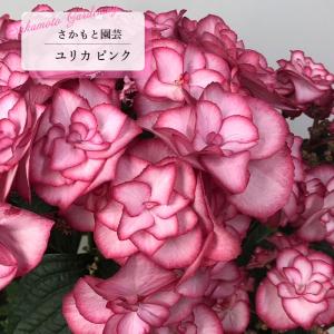 オオチョウジガマズミ 3号ポット苗 挿し木 ハナヒロバリュー : 苗木部