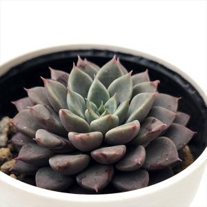 多肉植物 hmエケベリア エルメス 多肉植物 エ...の商品画像