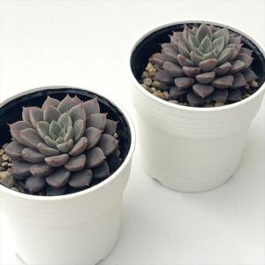 多肉植物 hmエケベリア エルメス 多肉植物 ...の詳細画像1