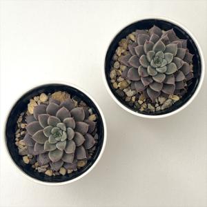 多肉植物 hmエケベリア エルメス 多肉植物 ...の詳細画像2
